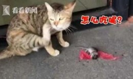 最新老鼠爆料新闻视频大全,揭秘娱乐圈幕后真相